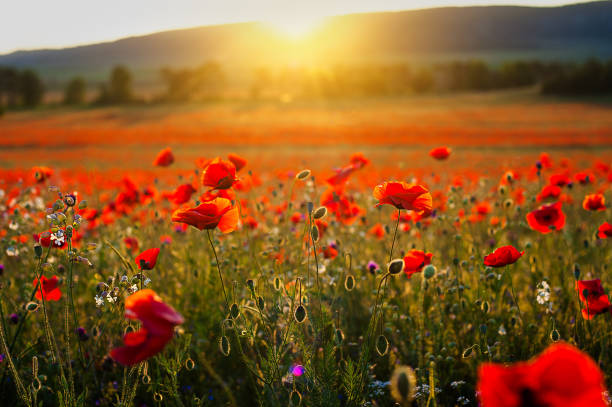 istock Beautiful image poppy fields in Italy Summer sunset. 965550670