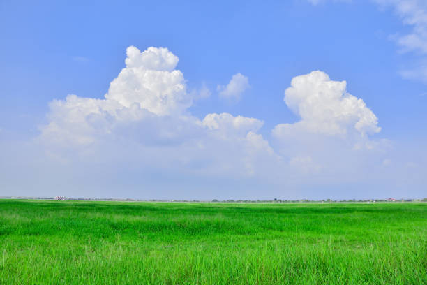istock Landscape green field and blue sky background for your texture or design 965550694