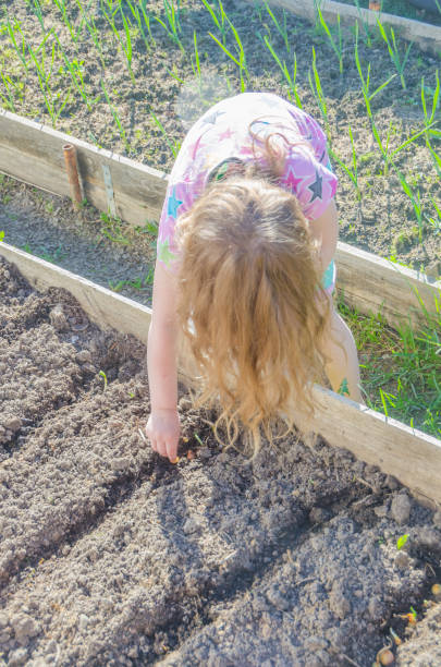 istock planting bulbs as a girl on a Sunny day 965550780