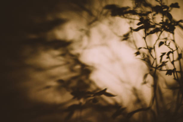 mysterious rose plant silhouette in moonlight high contrast background at night