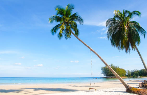 istock Dream scene. Beautiful palm tree over white sand beach. Summer nature view. 965551580