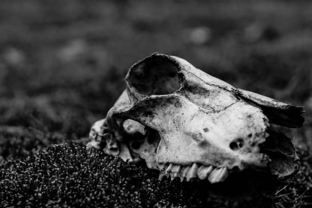 istock Animal skull on the ground. Loneliness 965552362