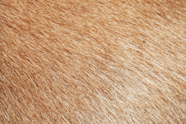 istock close up brown dog skin for texture . 965552858