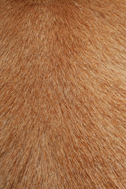 istock close up brown dog skin for texture . 965553414