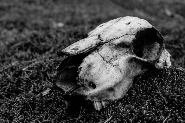 istock Animal skull on the ground. Loneliness 965553496