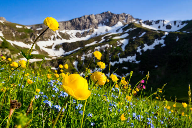 リヒテンシュタインのヨーロッパ アルプスの高山の春の花 (キンバイソウ europaeus) 草原 - liechtenstein ストックフォトと画像