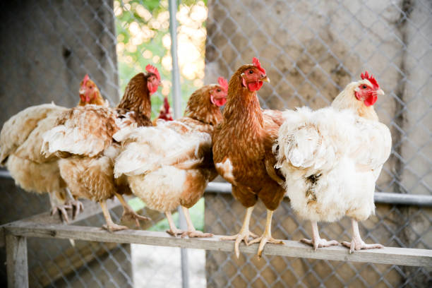istock Farm Animals Chickens in a row in Coop 965560782