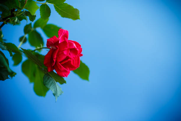 Bougainvillea flowers in Egypt.