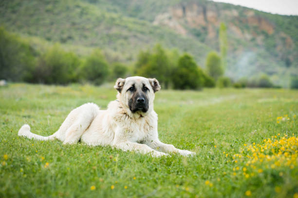 istock Anatolian sheepdog Kangal on green grass 965561486