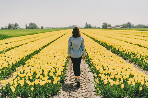 Young Caucasian woman walking among yellow tulips on the field