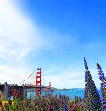 Famous red suspension Golden Gate Bridge in San Francisco, USA, on sunny day with Pride of Madeira flowers on foreground. The landmark is a must visit tourist spot for travelers visiting California