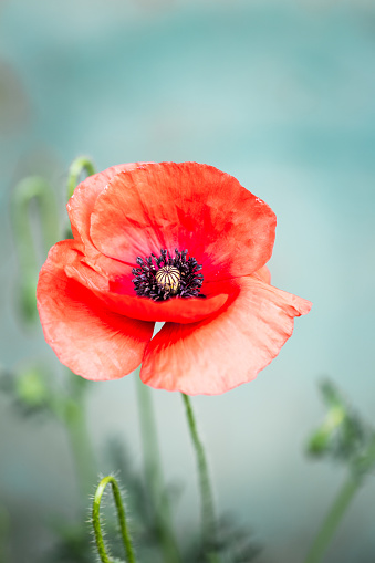 papaver rhoeas, poppy, poppies