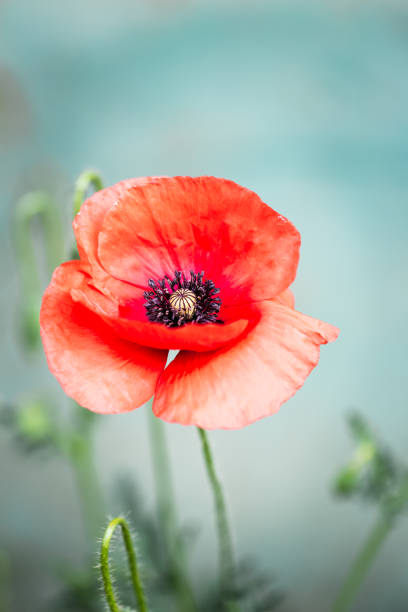 macro close up inside of wild red poppy flower - poppy flower petal stamen imagens e fotografias de stock