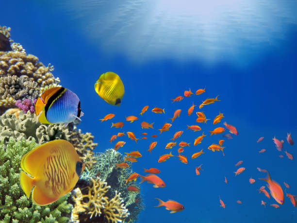 istock Coral reef and Fairy basslets 965572014