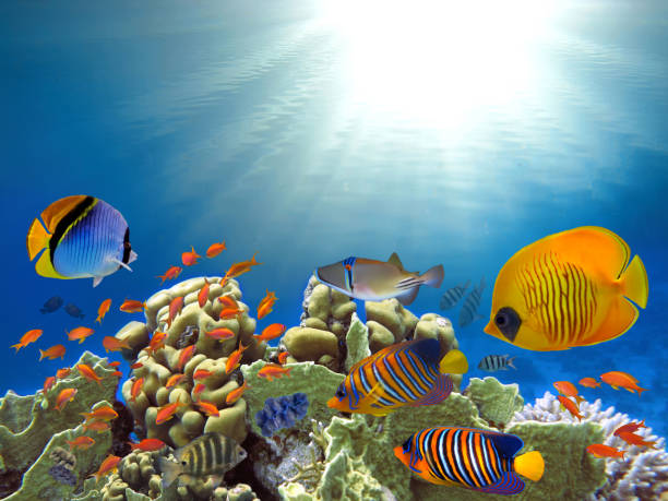 istock ropical fishes and corals reef in ocean 965572592