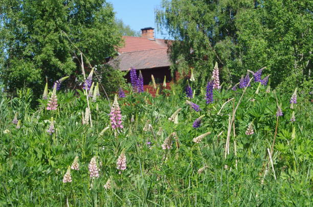istock A field with many flowers 965573240