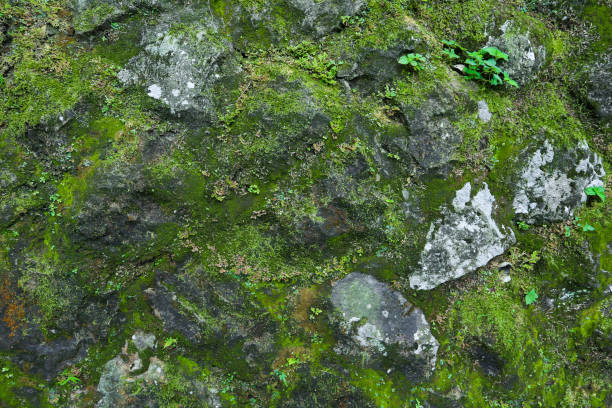 istock Bright green moss on the dirty rock wall near waterfall in forest 965573436