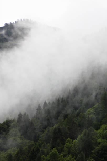istock foggy clouds rising from dark alpine mountain forest 965573500