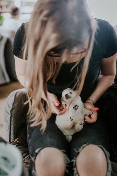 istock Girl with Pomeranian puppy 965576704