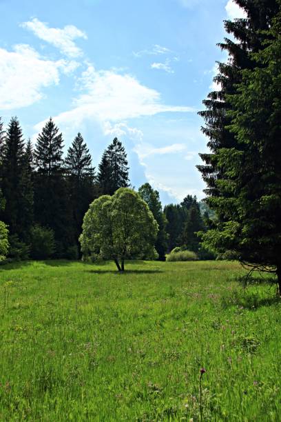 A path in the forest