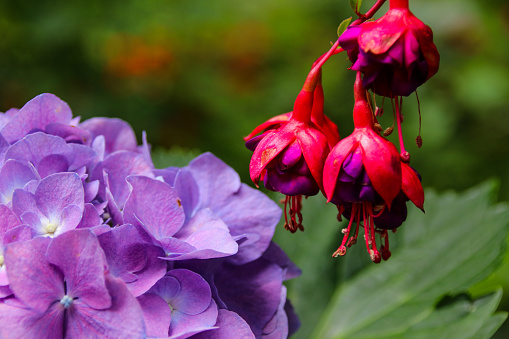 Rabat, Morocco-September 21, 2013: Pink and purple flowers among green branches.