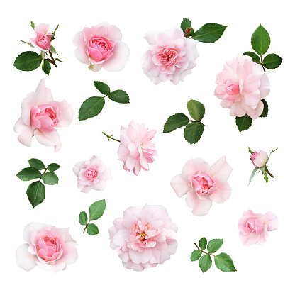 Set of pink rose flower and leaves isolated on white
