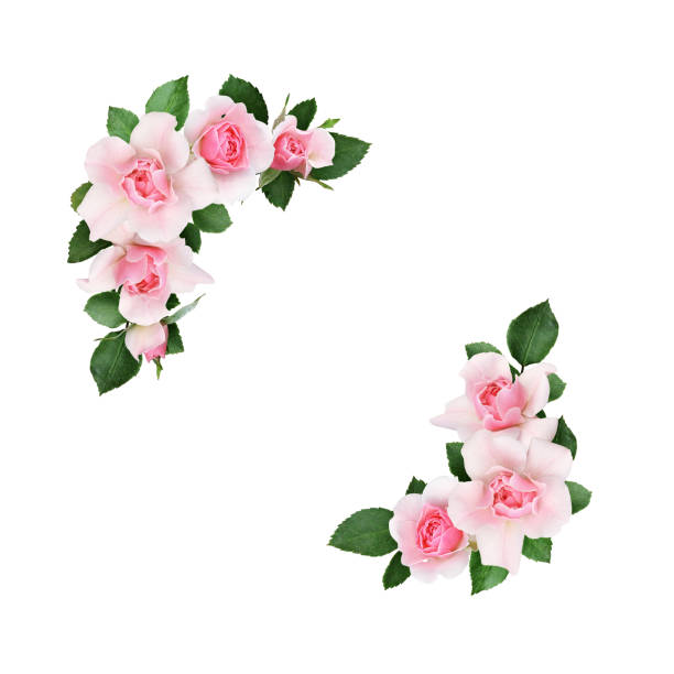 istock Beautiful pink rose flowers and leaves in a corner composition 965585554