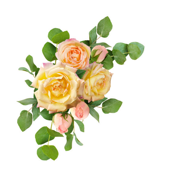 istock Eucalyptus leaves and yellow rose flowers bouquet 965585580