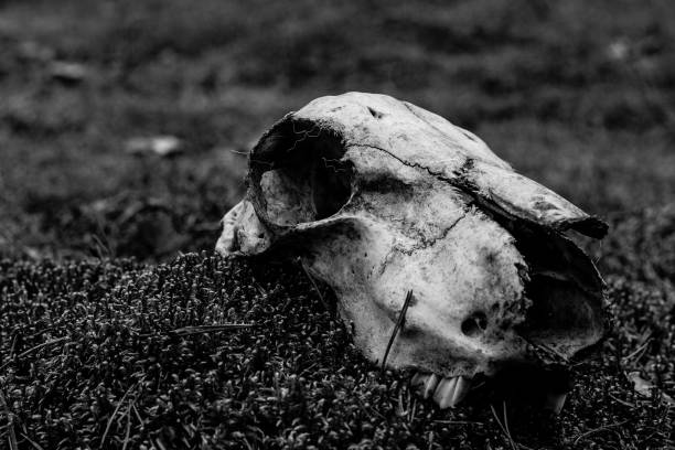 istock Animal skull on the ground. Loneliness 965585670