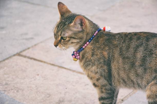 istock Close-Up Of Cat Wearing Necklace On Footpath 965586106