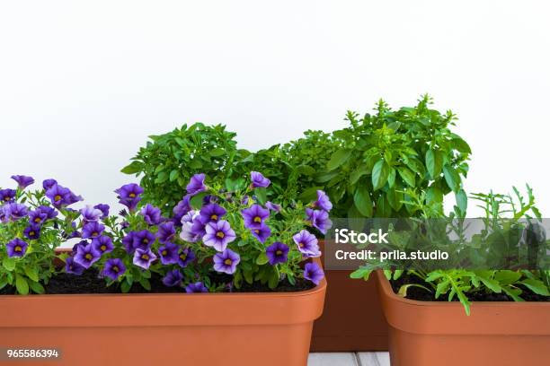 Growing Herbs And Flowers In Planters In A Kitchen Garden Flower