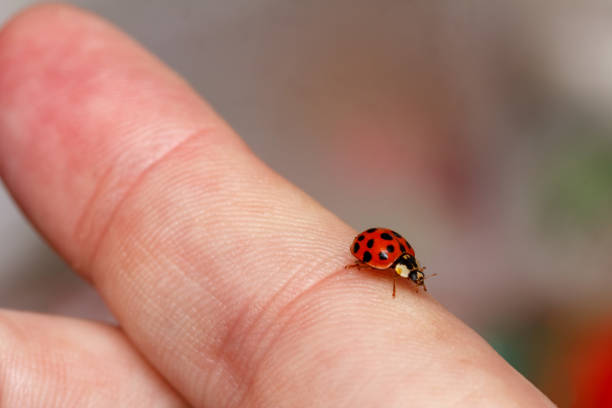 istock a small beetle ladybug runs on the male finger 965586532