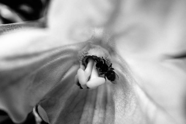 istock Close-Up Of Ant On Flower 965586646