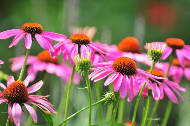 Echinacea Echinacea is a group of herbaceous flowering plants in the daisy family, Asteraceae. This queen of daisy is often called Coneflowers for its dome-shaped center. coneflower stock pictures, royalty-free photos & images