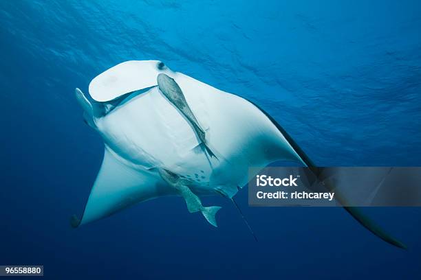 Manta Ray Stock Photo - Download Image Now - Animal Fin, Animal Wing, Backgrounds