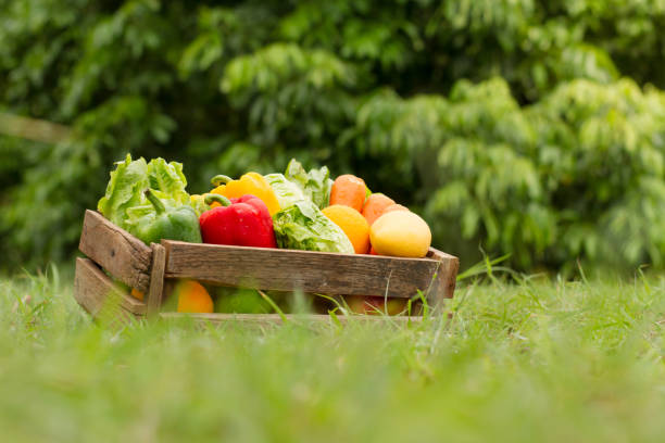 istock Fresh vegetable on green nature background 965589456