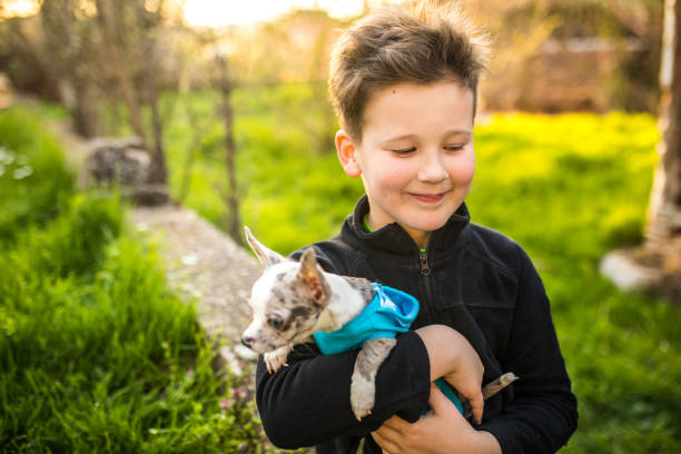 istock Chihuahua puppy and a beautiful boy 965601930