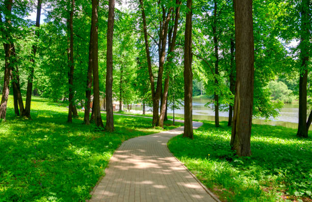 istock Stone tile road in empty shady park on a sunny summer morning.Fresh green grass and trees with lush foliage along the way. 965601962