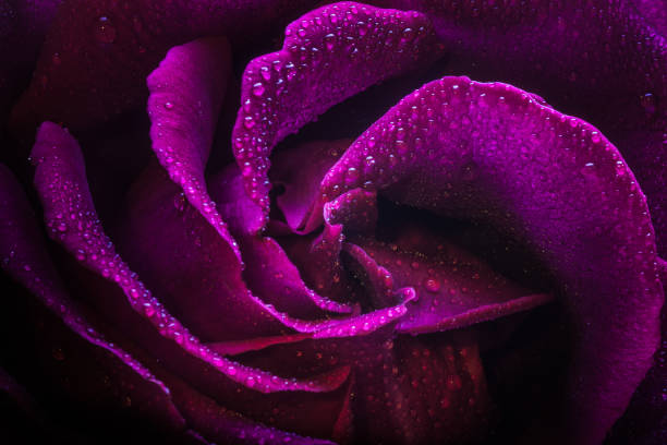 Luscious purple rose wet with dew in macro shot revealing sensual forms