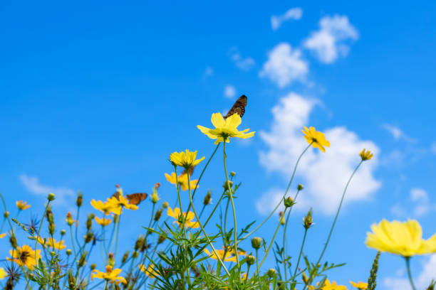 istock Yellow cosmos flowers against the bright blue sky and white cloud. 965606054