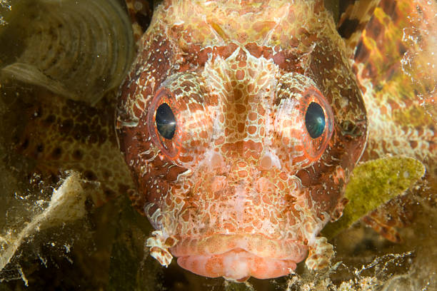 Shortfin Dwarf Lionfish  dendrochirus stock pictures, royalty-free photos & images