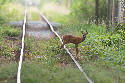 A roe buck is standing between rails. Two times in the week the old railway is used by a train. The relaxed strong buck knows that.