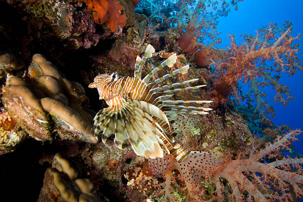 istock Lionfish in Coral Reef 96560857