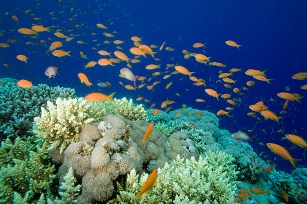istock Coral Reef and Lyretail Anthias 96560993