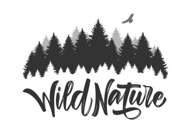 ilustraciones, imágenes clip art, dibujos animados e iconos de stock de vector ilustración: dibujado a mano tipo letras de naturaleza salvaje con silueta de bosque de pinos y halcón. - text wood alphabet nature