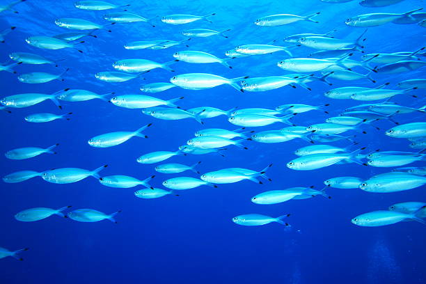 istock Shoal of Sardines 96562945