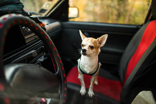 istock Suspicious Chihuahua dog 965632506
