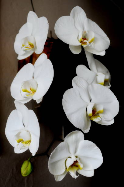 istock Beautiful Phalaenopsis Orchid 965632634