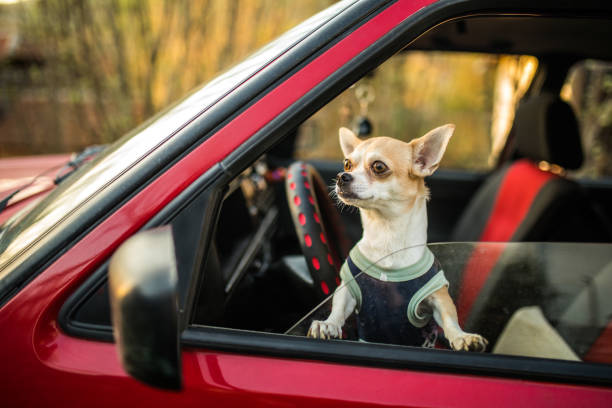 istock Impatient Chihuahua dog 965637262