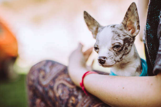 Chihuahua playing on grass